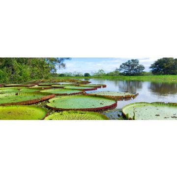 Lais Puzzle - Victoria Regia im Amazonas-Regenwald, Kolumbien, Panorama - 1.000 Teile