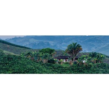 Lais Puzzle - Schöner Blick auf eine Kaffeeplantage im Morgengrauen bei Manizales, Kolumbien, Panorama - 1.000 Teile