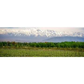 Lais Puzzle - Weinberg bei Mendoza, Panorama - 1.000 Teile