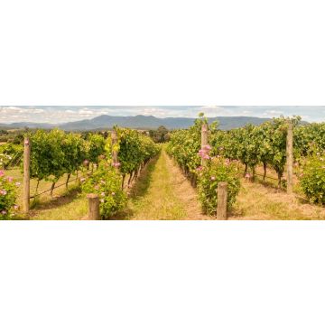 Lais Puzzle - Reihen von Reben in einem Weinberg im Yarra Valley - Yarra Glen, Victoria, Australien, Panorama - 1.000 Teile