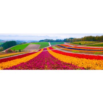 Lais Puzzle - Blumenfeld in Furano, Hokkaido, Japan, Panorama - 1.000 Teile