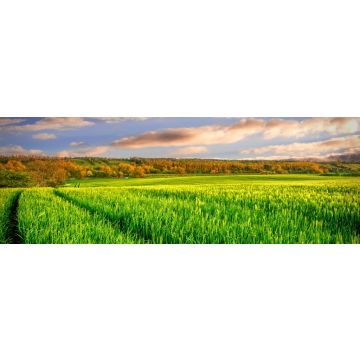 Lais Puzzle - Bath of Light: ein ruhiges Weizenfeld nimmt sein letztes Bad im Sonnenlicht, bevor es in die kalte Nacht geht, in Newgrange, County Meath, Irland, Panorama - 1.000 Teile