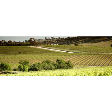Lais Puzzle - Weingut Weinberge mit Reihen von konturierten Reben und Trauben, im Clare Valley, Südaustralien, Panorama - 1.000 Teile