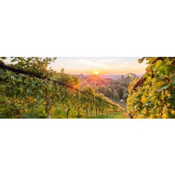 Lais Puzzle - Sonnenaufgang in den Weinbergen in der Steiermark, Panorama - 1.000 Teile