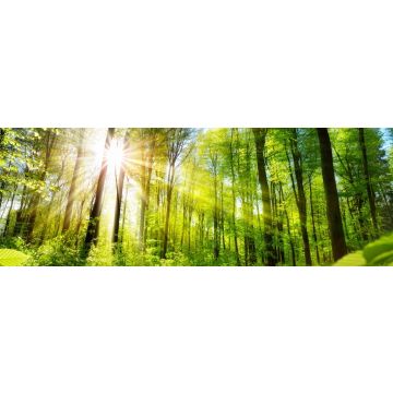 Lais Puzzle - Sonnenbeschienene Laubbäume im Wald, Panorama - 1.000 Teile