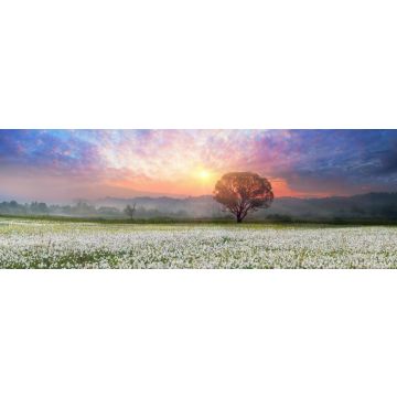 Lais Puzzle - Narzissen bei Sonnenaufgang. Eine lebende Legende der Unterkarpaten ist ein erstaunliches Phänomen - Narzissenblüten, Ukraine, Panorama - 1.000 Teile