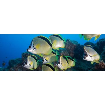 Lais Puzzle - Unterwasser-Seitenansicht des Schwarznasen-Barbierfisches (Johnrandallia nigrirostris) San Benedicto, Revillagigedo, Colima, Mexiko, Panorama - 1.000 Teile