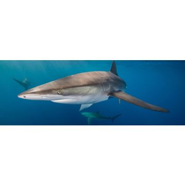 Lais Puzzle - Unterwasseransicht des Seidenhais (carcharhinus falciformis) San Benedicto, Revillagigedo, Colima, Mexiko, Panorama - 1.000 Teile