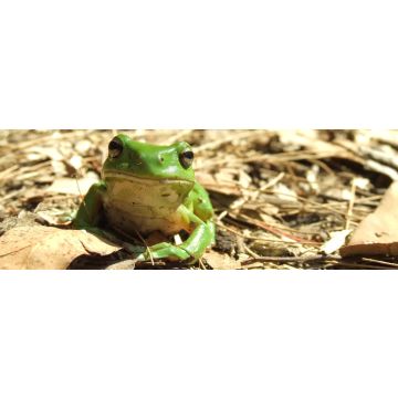 Lais Puzzle - Grüner Laubfrosch in der Laubstreu des Waldes, Australien, Panorama - 1.000 Teile