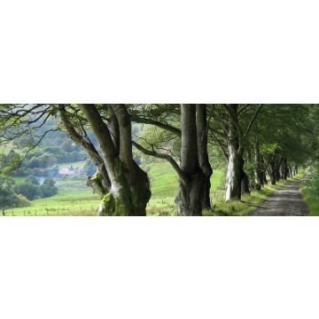 Lais Puzzle - Schmale Landstraße und Buchenreihe bei Barr, South Ayrshire, Schottland, Panorama - 1.000 Teile
