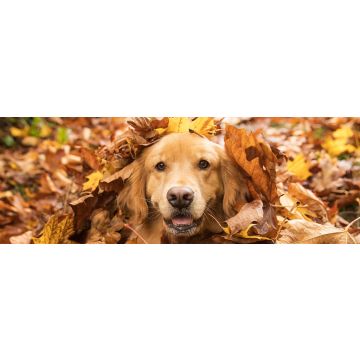 Lais Puzzle - Golden Retriever, Panorama - 1.000 Teile