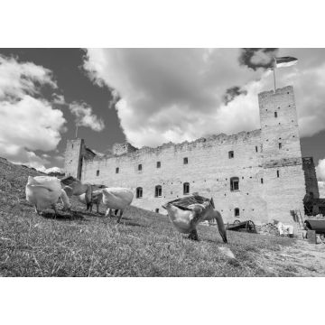 Lais Puzzle - Gänse in einer mittelalterlichen Festung. Rakvere, Estland in schwarz weiß - 1.000 Teile