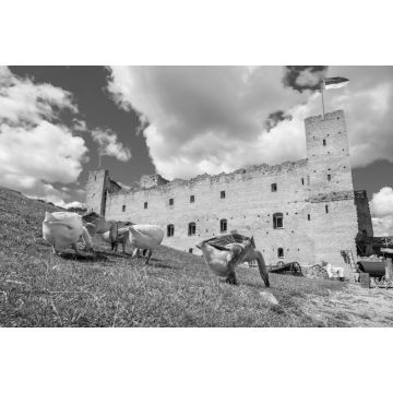 Lais Puzzle - Gänse in einer mittelalterlichen Festung. Rakvere, Estland in schwarz weiß - 2.000 Teile