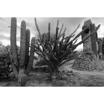 Lais Puzzle - Drei Arten von Kaktuspflanzen im Park der Stadt San Fernando del Valle de Catamarca in schwarz weiß - 2.000 Teile