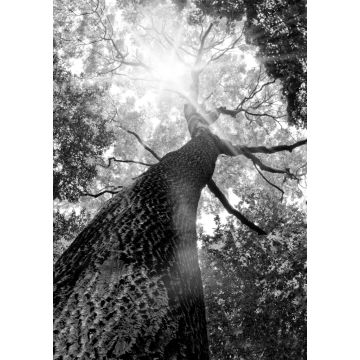 Lais Puzzle - Baum von unten in schwarz weiß - 1.000 Teile