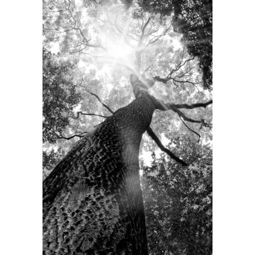 Lais Puzzle - Baum von unten in schwarz weiß - 2.000 Teile