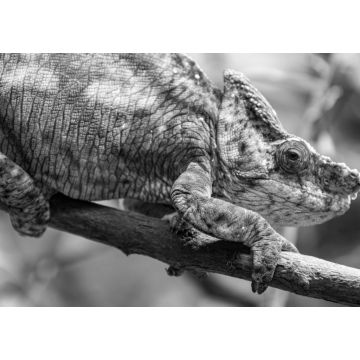 Lais Puzzle - Das Parsons-Chamäleon (Calumma parsonii) ist eine große Chamäleonart, eine Eidechse aus der Familie der Chamaeleonidae. Es ist endemisch in Madagaskar in schwarz weiß - 1.000 Teile