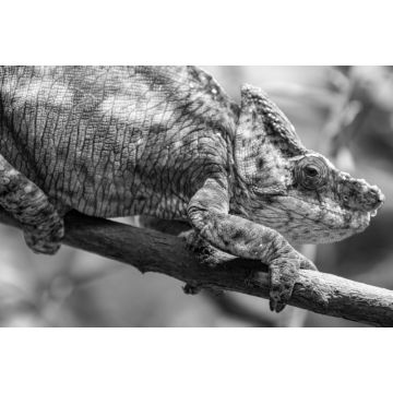 Lais Puzzle - Das Parsons-Chamäleon (Calumma parsonii) ist eine große Chamäleonart, eine Eidechse aus der Familie der Chamaeleonidae. Es ist endemisch in Madagaskar in schwarz weiß - 2.000 Teile