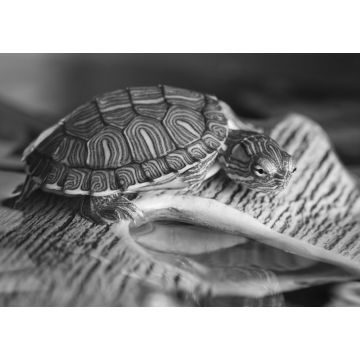 Lais Puzzle - Kleine Schildkröte auf braunem Stein in schwarz weiß - 1.000 Teile