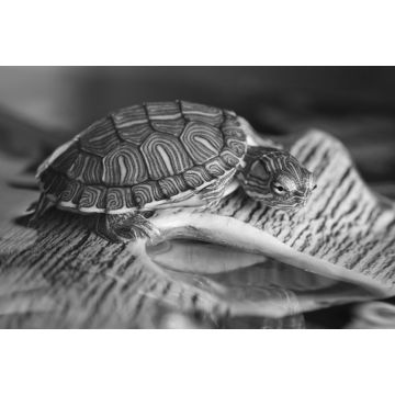 Lais Puzzle - Kleine Schildkröte auf braunem Stein in schwarz weiß - 2.000 Teile