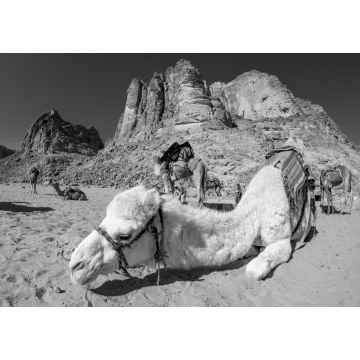 Lais Puzzle - Kamele in der Wüste Wadi Rum in Jordanien in schwarz weiß - 1.000 Teile