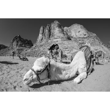 Lais Puzzle - Kamele in der Wüste Wadi Rum in Jordanien in schwarz weiß - 2.000 Teile