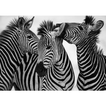 Lais Puzzle - Zebras in schwarz weiß - 500, 1.000 & 2.000 Teile