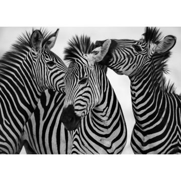 Lais Puzzle - Zebras in schwarz weiß - 1.000 Teile