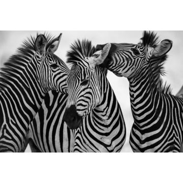 Lais Puzzle - Zebras in schwarz weiß - 2.000 Teile