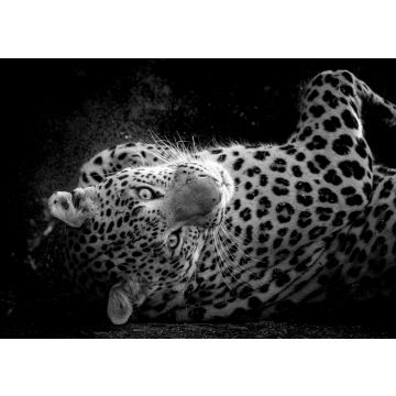 Lais Puzzle - Fine Art Porträt der wilden männlichen Leopard oder Panther in isolierten schwarzen Hintergrund bei Wildlife-Safari im Wald von Zentral-Indien in schwarz weiß - 500, 1.000 & 2.000 Teile