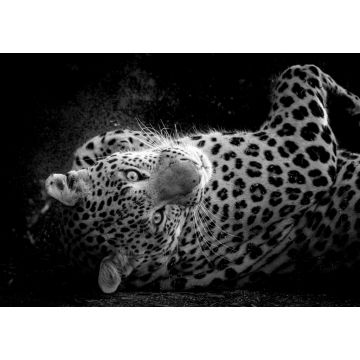Lais Puzzle - Fine Art Porträt der wilden männlichen Leopard oder Panther in isolierten schwarzen Hintergrund bei Wildlife-Safari im Wald von Zentral-Indien in schwarz weiß - 1.000 Teile