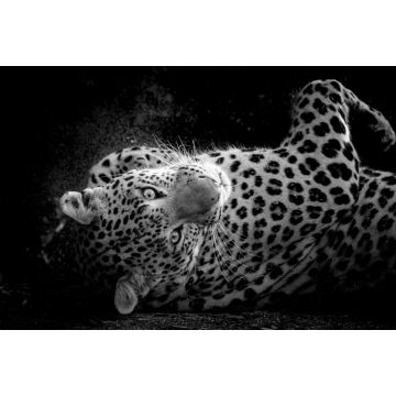 Lais Puzzle - Fine Art Porträt der wilden männlichen Leopard oder Panther in isolierten schwarzen Hintergrund bei Wildlife-Safari im Wald von Zentral-Indien in schwarz weiß - 2.000 Teile