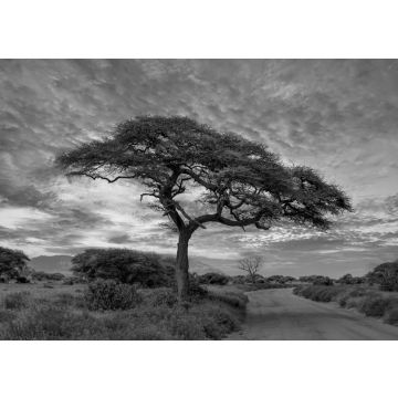 Lais Puzzle - Sonnenuntergang und Sonnenaufgang in dem Nationalpark Tsavo Ost, Tsavo West und Amboseli, Kenia in schwarz weiß - 500, 1.000 & 2.000 Teile