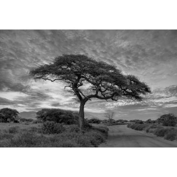 Lais Puzzle - Sonnenuntergang und Sonnenaufgang in dem Nationalpark Tsavo Ost, Tsavo West und Amboseli, Kenia in schwarz weiß - 2.000 Teile