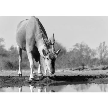 Lais Puzzle - Elenantilopenbulle (Taurotragus oryx) beim Trinken an einem Wasserloch im Mashatu-Wildreservat im Tuli-Block in Botsuana in schwarz weiß - 500, 1.000 & 2.000 Teile
