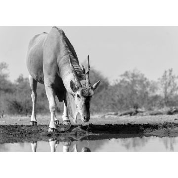 Lais Puzzle - Elenantilopenbulle (Taurotragus oryx) beim Trinken an einem Wasserloch im Mashatu-Wildreservat im Tuli-Block in Botsuana in schwarz weiß - 1.000 Teile