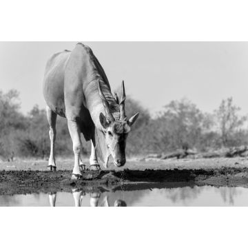 Lais Puzzle - Elenantilopenbulle (Taurotragus oryx) beim Trinken an einem Wasserloch im Mashatu-Wildreservat im Tuli-Block in Botsuana in schwarz weiß - 2.000 Teile