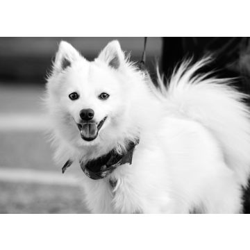 Lais Puzzle - Japan Spitz in schwarz weiß - 500, 1.000 & 2.000 Teile