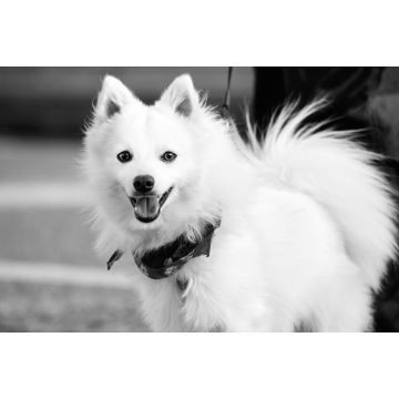 Lais Puzzle - Japan Spitz in schwarz weiß - 2.000 Teile