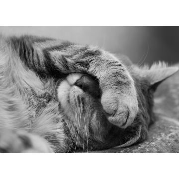 Lais Puzzle - schlafende Katze in schwarz weiß - 500, 1.000 & 2.000 Teile