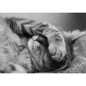 Lais Puzzle - schlafende Katze in schwarz weiß - 1.000 Teile