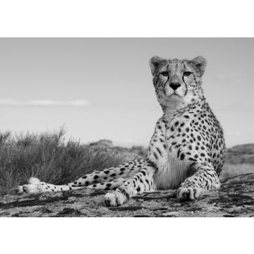 Lais Puzzle - Gepard in schwarz weiß - 500, 1.000 & 2.000 Teile