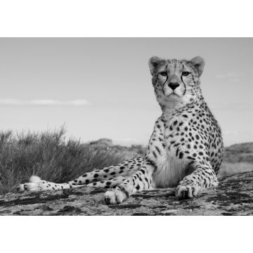 Lais Puzzle - Gepard in schwarz weiß - 1.000 Teile