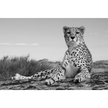 Lais Puzzle - Gepard in schwarz weiß - 2.000 Teile