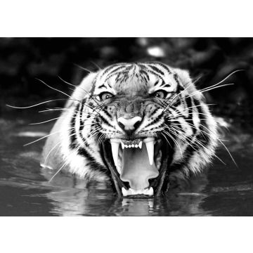 Lais Puzzle - Bengalischer Tiger in schwarz weiß - 500, 1.000 & 2.000 Teile