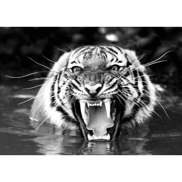 Lais Puzzle - Bengalischer Tiger in schwarz weiß - 1.000 Teile