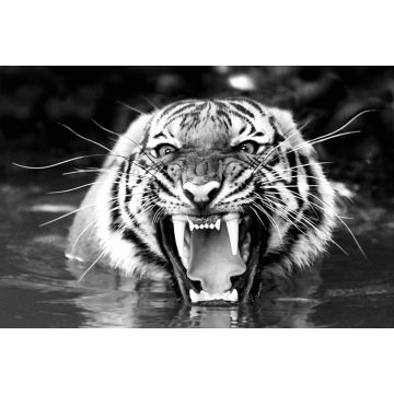 Lais Puzzle - Bengalischer Tiger in schwarz weiß - 2.000 Teile