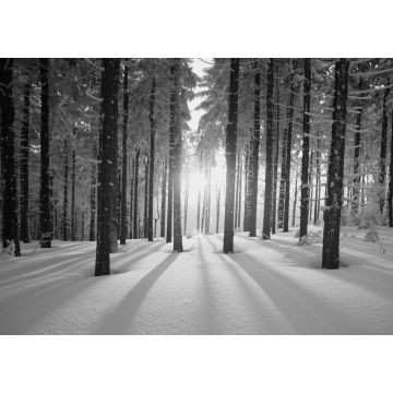 Lais Puzzle - Sonnenuntergang im Wald im Winterhalbjahr in schwarz weiß - 1.000 Teile
