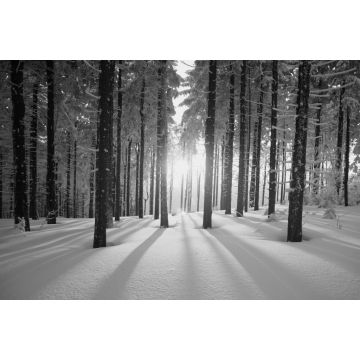 Lais Puzzle - Sonnenuntergang im Wald im Winterhalbjahr in schwarz weiß - 2.000 Teile