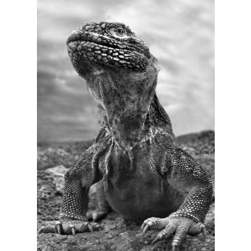 Lais Puzzle - Galapagos Leguan, Ecuador in schwarz weiß - 500, 1.000 & 2.000 Teile
